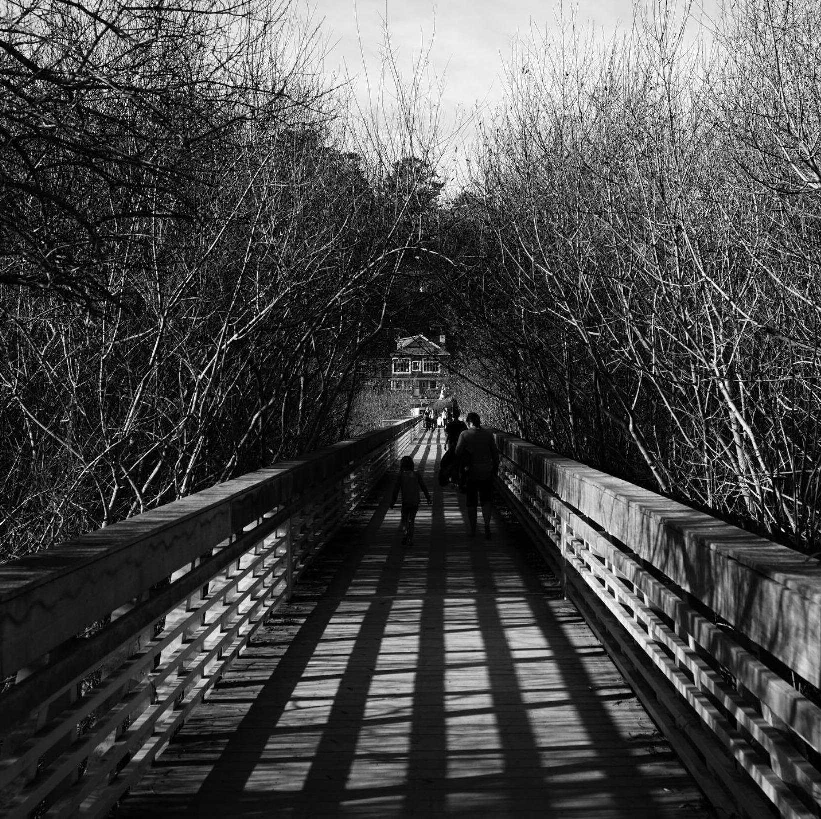 Boardwalk through leafless trees toward a beach cottage