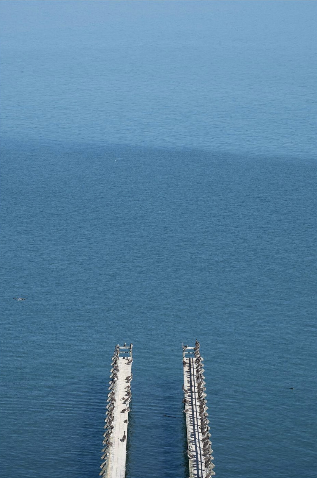 Two bird-covered piers extending into blue water