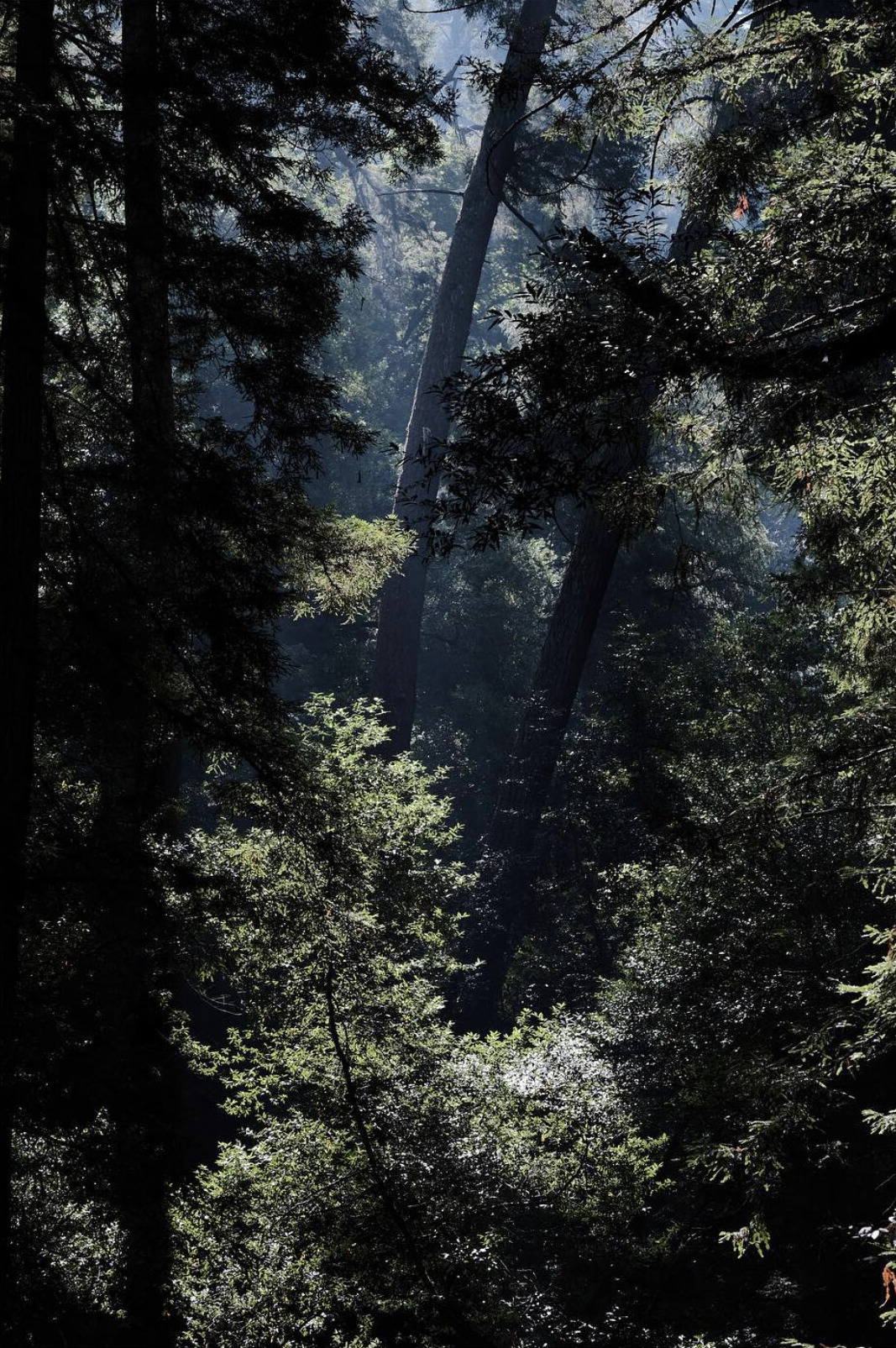 Sunlight filtering through a dark forest canopy