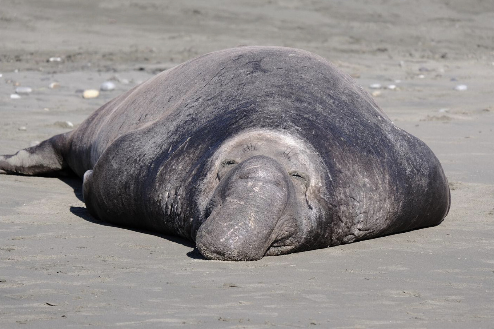 Elephant seal asleep on a sandy beach