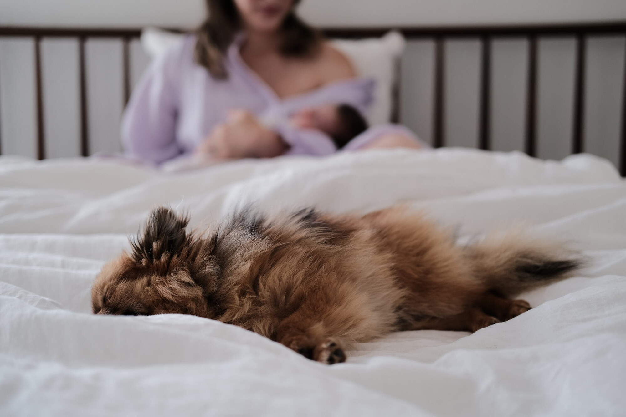 Pomeranian sleeping on a white bed, with a mother and baby behind